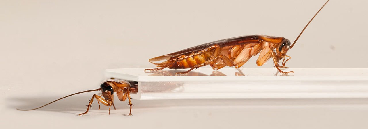 Common Cockroaches in UAE