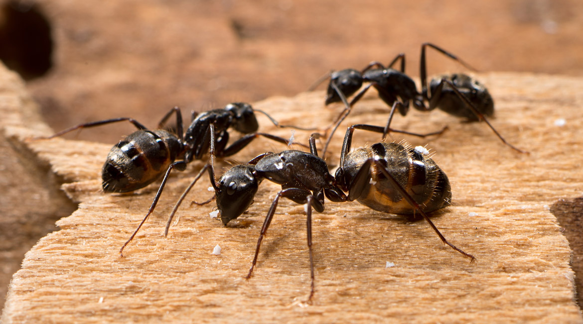 Ant pest control in Dubai