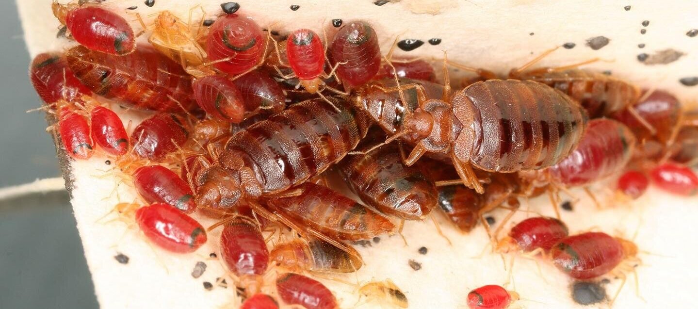 Bed Bug Pest Control in Dubai | Golden Touch Pest Control.