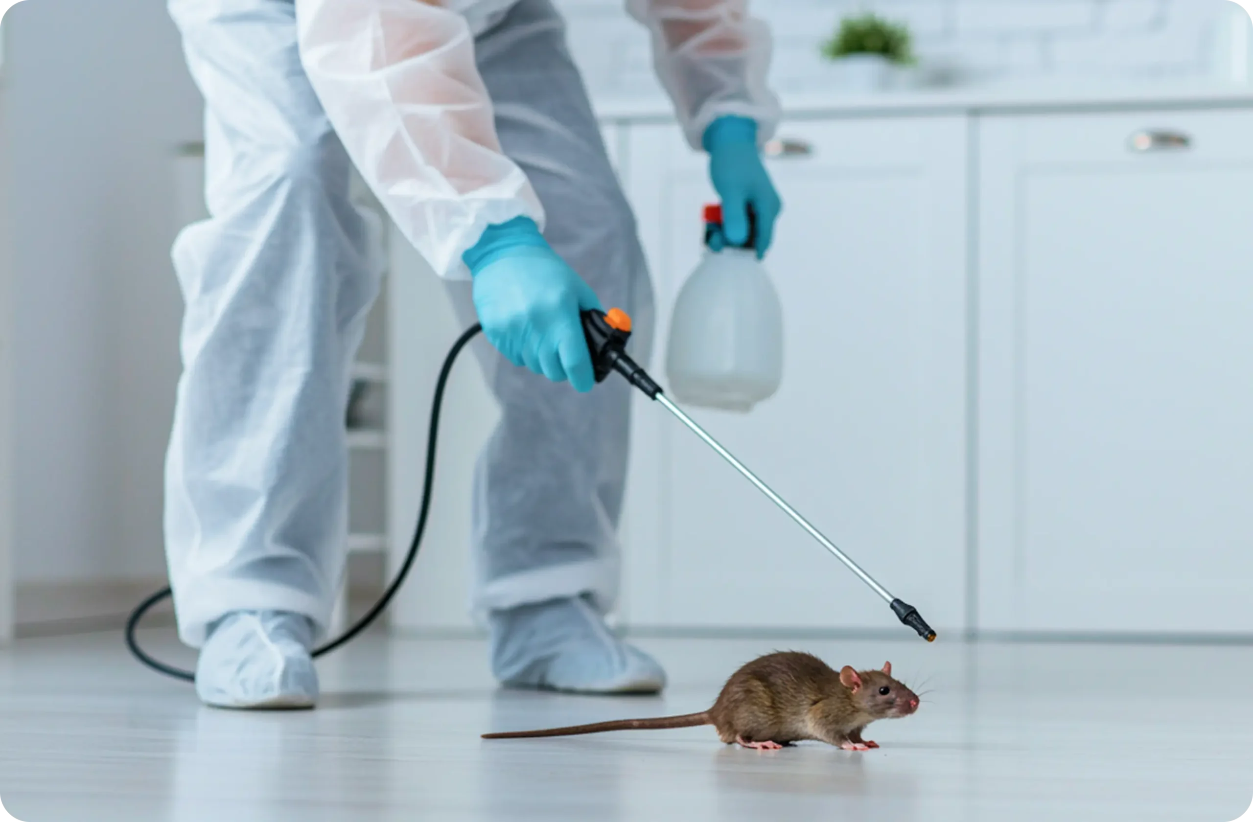 Rat/Rodent Pest Control<br />
rat pest control service near me<br />
rat pest control cost in dubai<br />
rat pest control service in Shajrah<br />
rat pest control service in Ajman<br />
mice rodent pest control in dubai<br />
