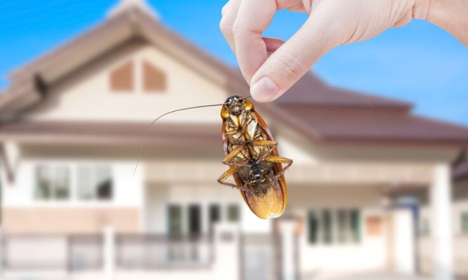 Cockroach Pest Control Cockroach Pest Control service Cockroach Pest Control in dubai Cockroach Pest Control near me Cockroach Pest Control price in dubai Cockroach Pest Control Cockroach Pest Control service Cockroach Pest Control in dubai Cockroach Pest Control near me Cockroach Pest Control price in dubai