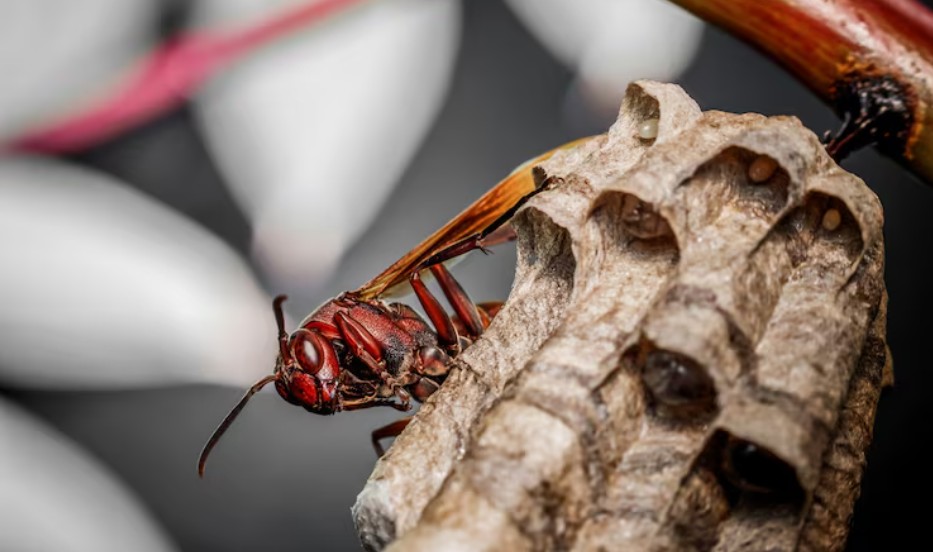 Termite Pest Control<br />
Termite Pest Control service<br />
Termite Pest Control service in Dubai<br />
Termite Pest Control service near me<br />
Termite Pest Control price in dubai<br />
Termite Pest Control service in sharjah<br />
Termite Pest Control service in Ajman<br />
