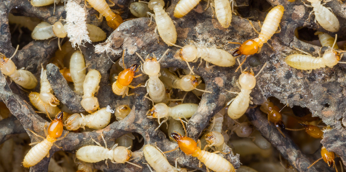Termites Pest Control
