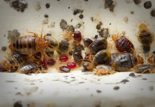bed-bugs
